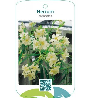 Nerium oleander enkel geel