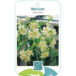 Nerium oleander enkel geel