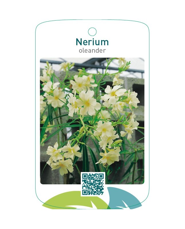 Nerium oleander enkel geel
