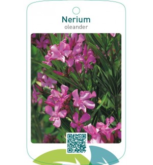 Nerium oleander enkel donkerroze