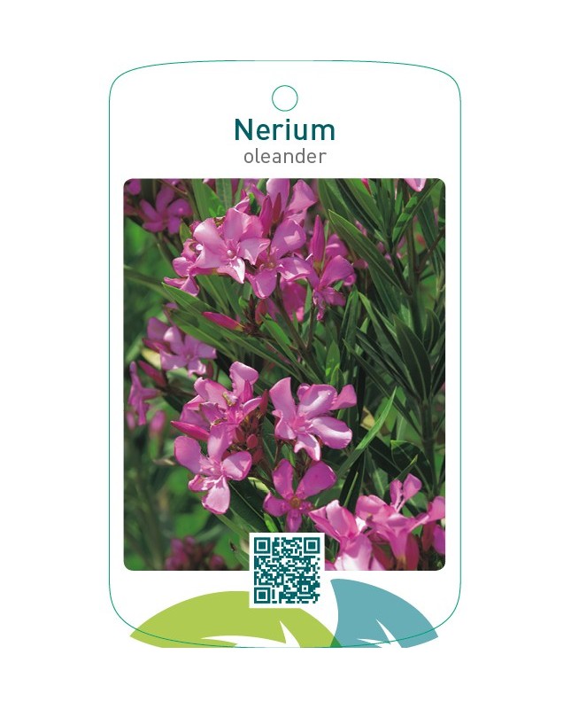 Nerium oleander enkel donkerroze