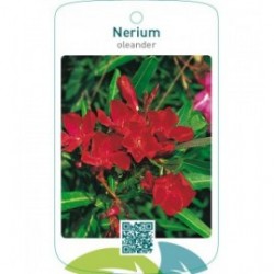 Nerium oleander enkel rood