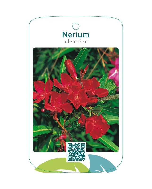 Nerium oleander enkel rood
