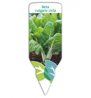 Acelga (Beta vulgaris cicla)