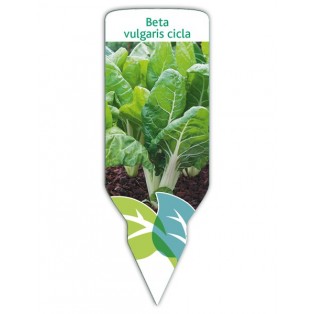 Acelga (Beta vulgaris cicla)