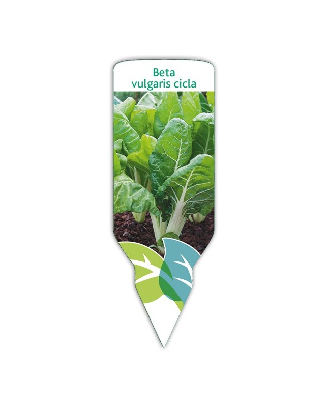 Acelga (Beta vulgaris cicla)