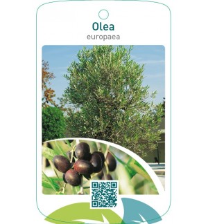 Olea