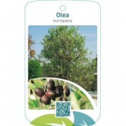 Olea