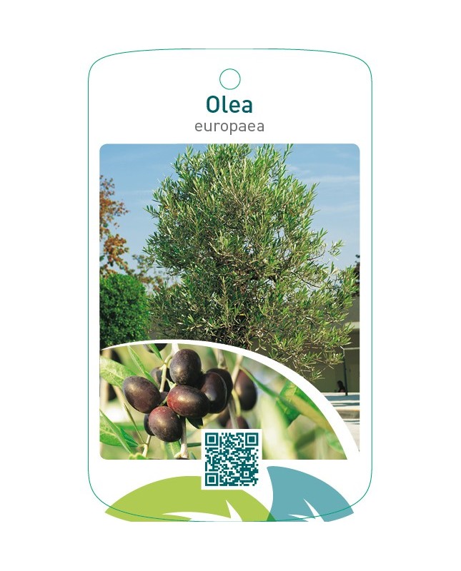 Olea