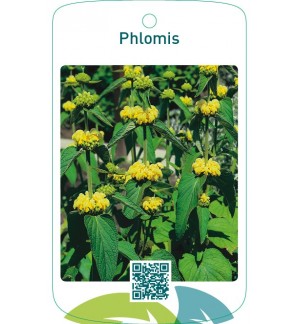 Phlomis