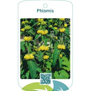 Phlomis