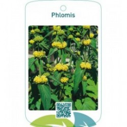 Phlomis