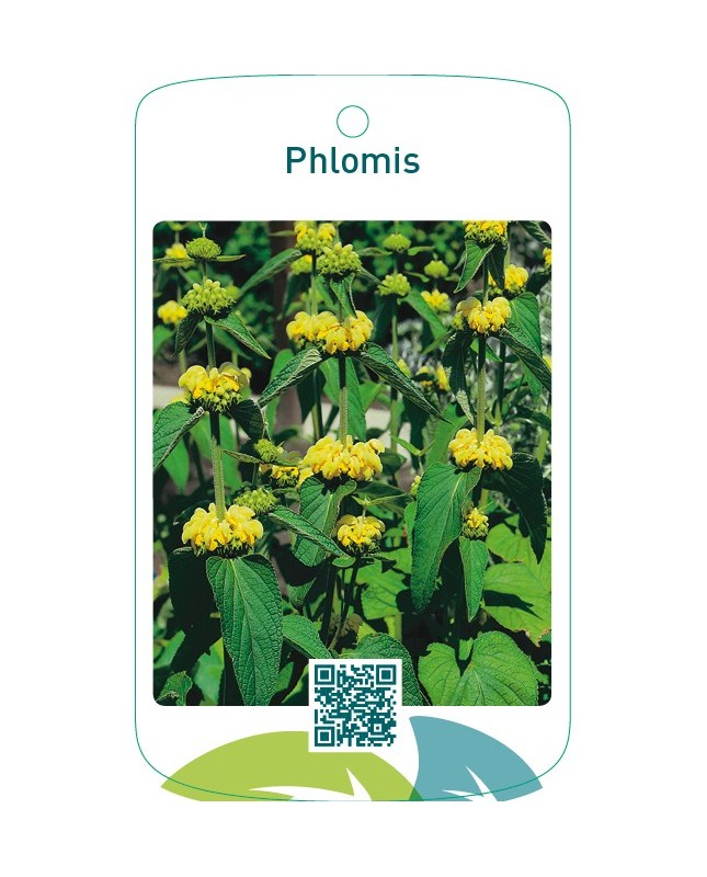 Phlomis