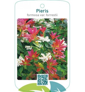 Pieris formosa var. forrestii