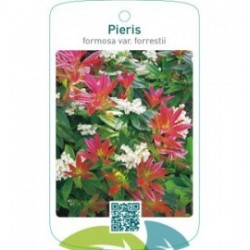 Pieris formosa var. forrestii