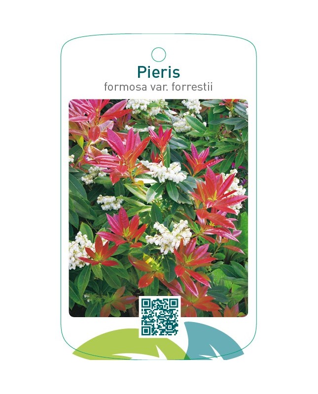 Pieris formosa var. forrestii