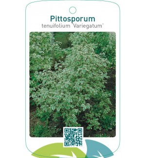 Pittosporum tenuifolium ‘Variegatum’