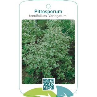 Pittosporum tenuifolium ‘Variegatum’