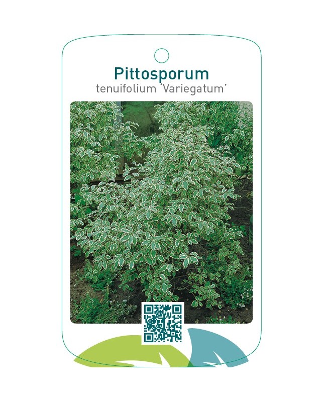 Pittosporum tenuifolium ‘Variegatum’