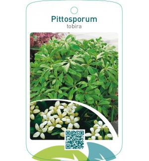 Pittosporum tobira