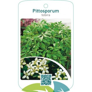 Pittosporum tobira