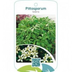 Pittosporum tobira