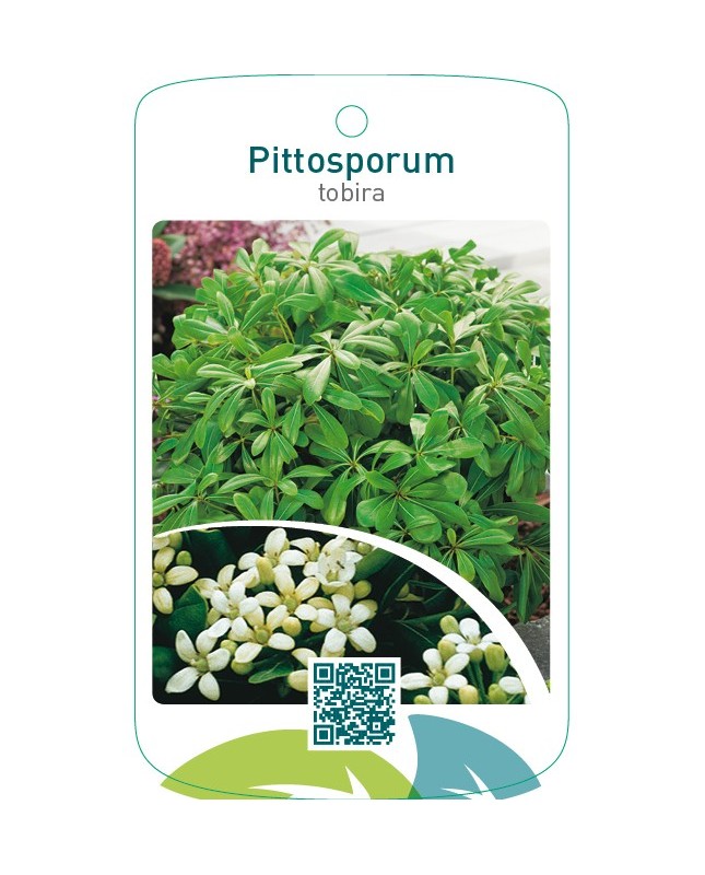 Pittosporum tobira