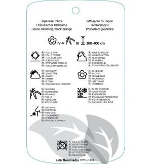 Etichette di Pittosporum tobira *