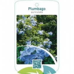 Plumbago auriculata
