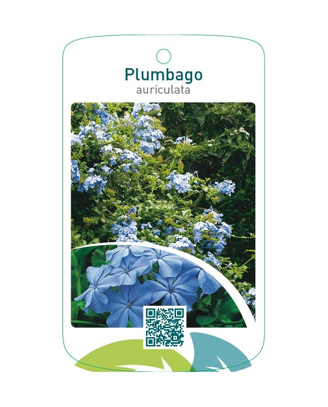 Plumbago auriculata