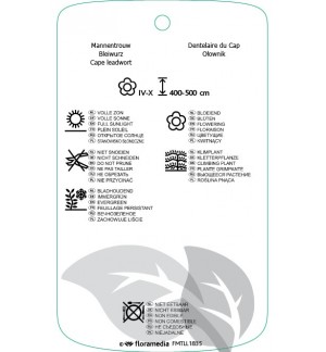 Etichette di Plumbago auriculata *