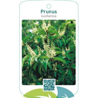 Prunus lusitanica