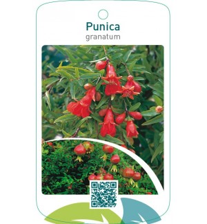 Punica granatum