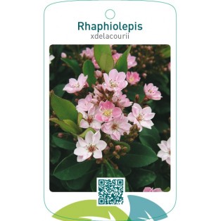 Rhaphiolepis xdelacourii