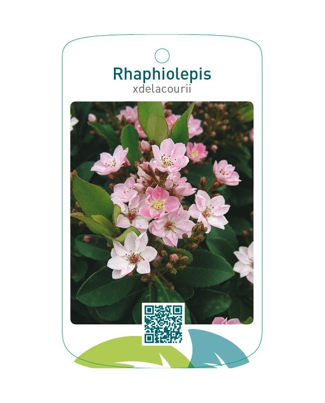 Rhaphiolepis xdelacourii