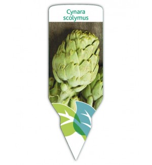 Alcachofa (Cynara scolymus)