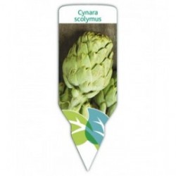 Alcachofa (Cynara scolymus)
