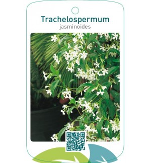 Trachelospermum jasminoïdes