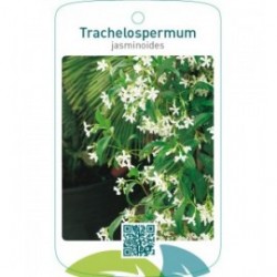 Trachelospermum jasminoïdes
