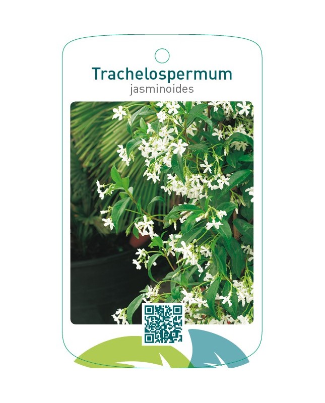 Trachelospermum jasminoïdes