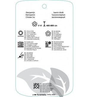 Etichette di Trachelospermum jasminoïdis *