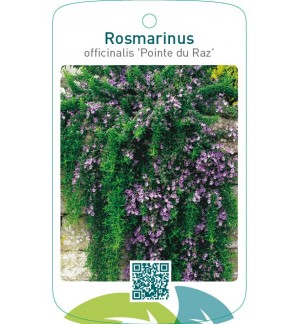 Rosmarinus officinalis ‘Pointe du Raz’