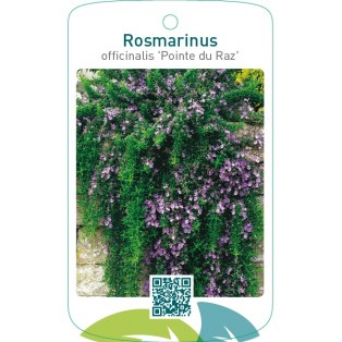 Rosmarinus officinalis ‘Pointe du Raz’