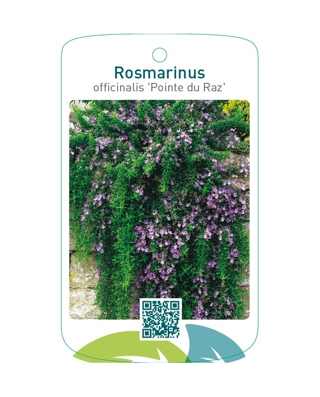 Rosmarinus officinalis ‘Pointe du Raz’