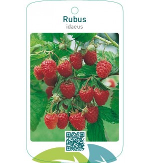 Rubus idaeus  rood