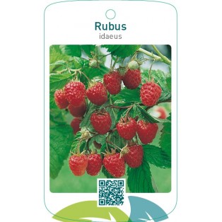 Rubus idaeus  rood