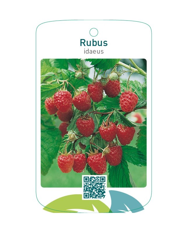 Rubus idaeus  rood