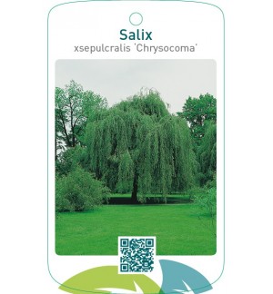 Salix xsepulcralis ‘Chrysocoma’