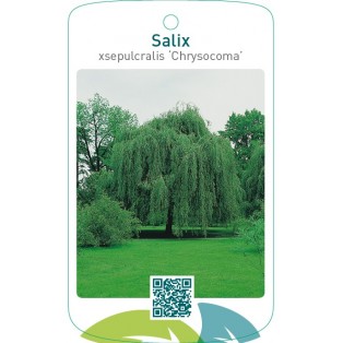 Salix xsepulcralis ‘Chrysocoma’