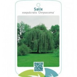 Salix xsepulcralis ‘Chrysocoma’